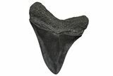 Juvenile Megalodon Tooth - South Carolina #368682-1